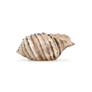 Ciotola in ceramica decorata conchiglia marrone da 20