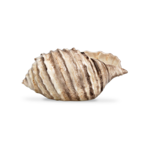 Ciotola in ceramica decorata conchiglia marrone da 26