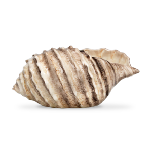 Ciotola in ceramica decorata conchiglia marrone da 34